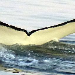 Fluke of HW-MN1300712