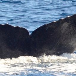 Fluke of CRC-15371