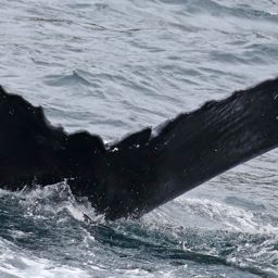 Fluke of NA-7355