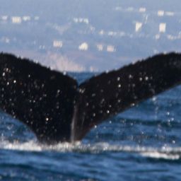 Fluke of CRC-10952