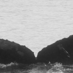 Fluke of CRC-15373