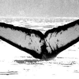 Fluke of Dutchy