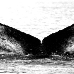 Fluke of Stropharia