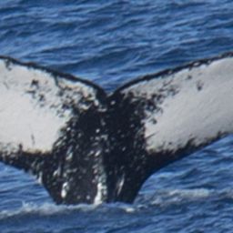 Fluke of NA-3583
