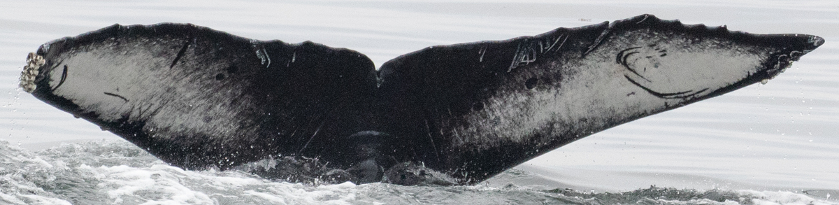 Fluke of Polaris (California)