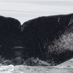 Fluke of Polaris