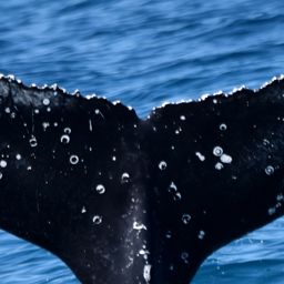 Fluke of WWWA-HB255