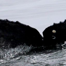 Fluke of Frosted Flukes - 2020-2021 calf of CRC-11502
