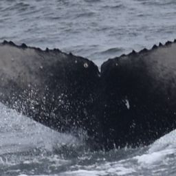 Fluke of 2020-2021 calf of CRC-10929