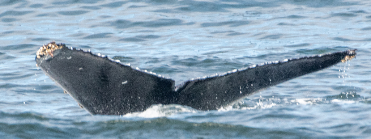 Fluke of CRC-19922