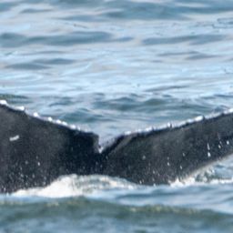 Fluke of CRC-19922