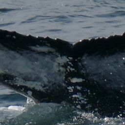 Fluke of Gosi