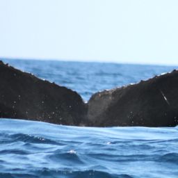 Fluke of CRC-12246