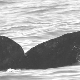 Fluke of CRC-10622