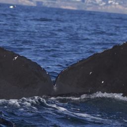 Fluke of CRC-17131