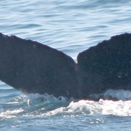 Fluke of CRC-16339