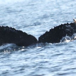 Fluke of CRC-16827