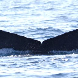 Fluke of CRC-18387