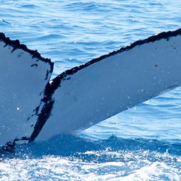 Fluke of HW-MN1102375