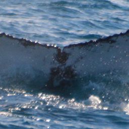 Fluke of WWWA-HB732