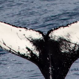 Whale fluke
