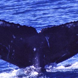 Fluke of MOON SEAL