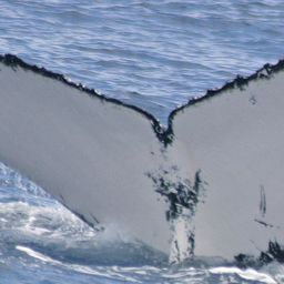 Fluke of TAPARA