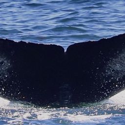 Fluke of CRC-19916