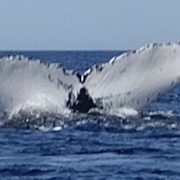 Fluke of Agassiz