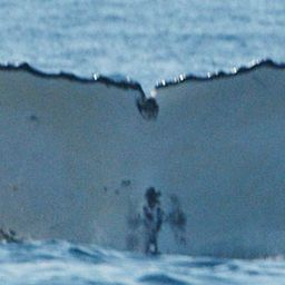 Fluke of HW-MN1102385