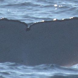 Fluke of SPWRC-AWE24