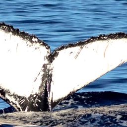 Fluke of CRC-16245