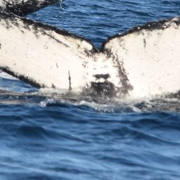 Fluke of CRC-21183