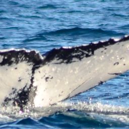 Fluke of HW-MN0501094