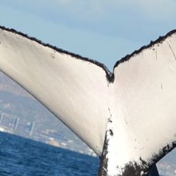 Fluke of CRC-16886