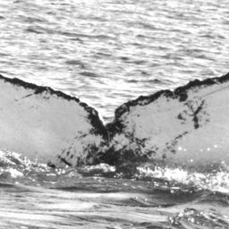 Fluke of CRC-18088