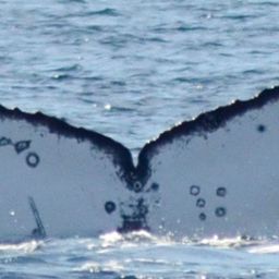 Fluke of CRC-16878