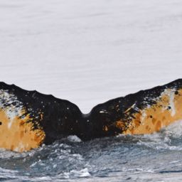 Fluke of HW-MN1300659