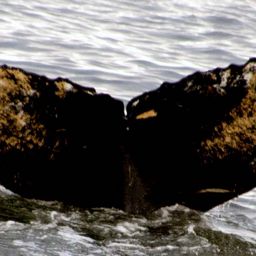 Fluke of HW-MN1300661