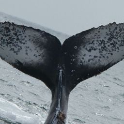 Fluke of CRC-16248