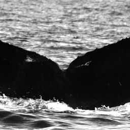 Fluke of CRC-13640