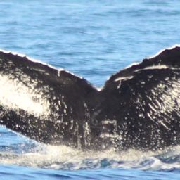 Fluke of CRC-12043