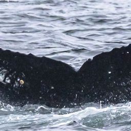 Fluke of CRC-19914