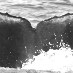 Fluke of CRC-12488