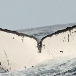 Fluke of CRC-13651