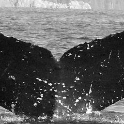 Fluke of CRC-15456