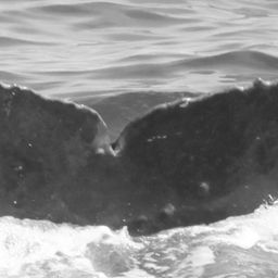 Fluke of CRC-15662