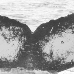 Fluke of CRC-15664