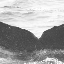 Fluke of CRC-15665