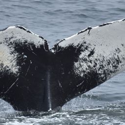 Fluke of CRC-10409